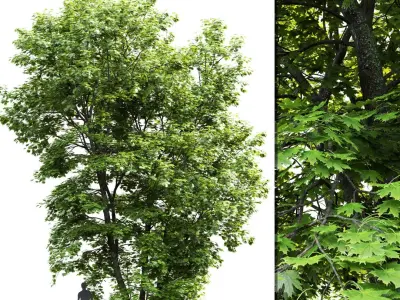 Maple-tree Pack #1 3D model