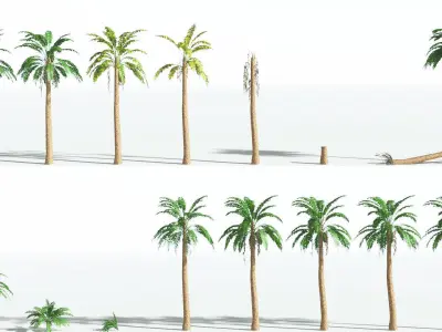 EVERYPlant African Oil Palm LowPoly 3 --16 Models-- Low-poly 3D model