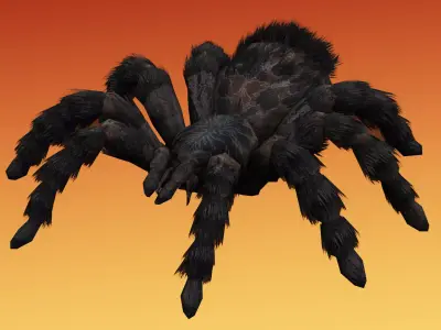 Spider Tarantula Low-poly 3D model purchase