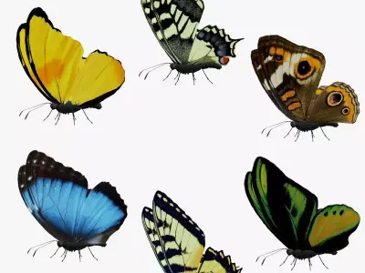 Butterfly Collection Pack 7-12 Low-poly 3D model