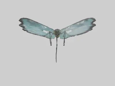 Glasswing Butterfly feeding model Low-poly 3D model
