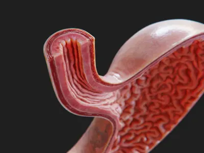  Human Stomach - Cross-Section 