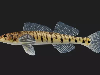 Logperch Low-poly 3D model