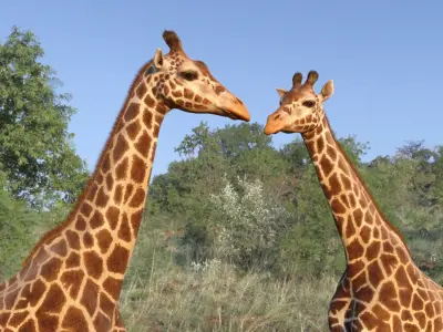 African Giraffe Fur Rigged 3D model