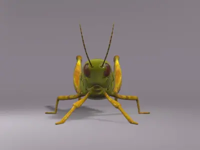 Grasshopper Asset Low-poly 3D model