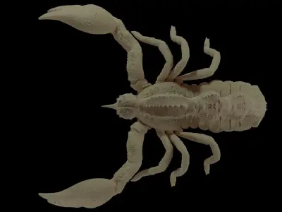Scorpion Model 3D print model