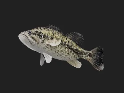 Spottedbass Low-poly 3D model