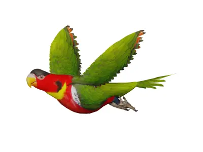 Yellow Bibbed Lory Parrot Bird Low-poly 3D model