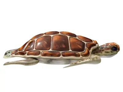 Sea turtle 3D model get
