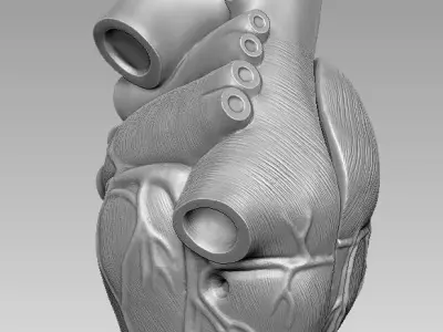  human heart 3D print model 3D print model