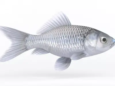 Fish Model 3D model purchase
