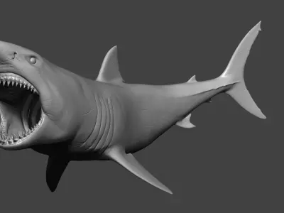 Great White Shark Model 3D model