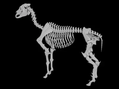 Horse Skeleton Low-poly 3D model