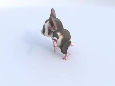 Sugar Glider 3D model
