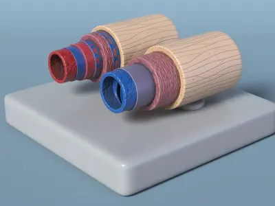 Anatomical Model Blood Vessels in Cross Section 3D model
