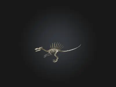 Realistic Spinosaurus Skeleton Model Low-poly 3D model