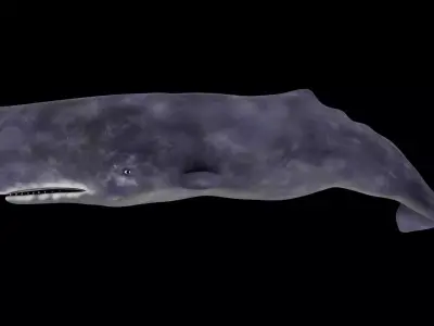 Spermwhale Low-poly 3D model purchase