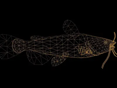 Catfish with Swimming Animation Low-poly 3D model