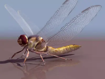 Dragonfly Free 3D model