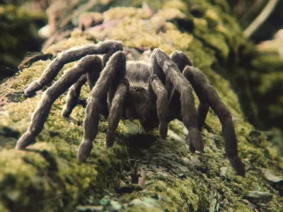 Tarantula 3D model