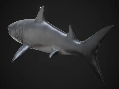 Shark Low-poly 3D model 45