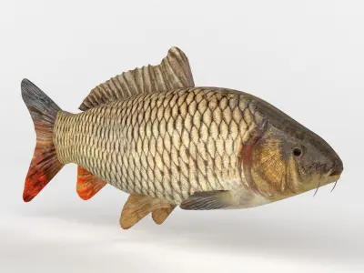 Carp Fish 3D model shop