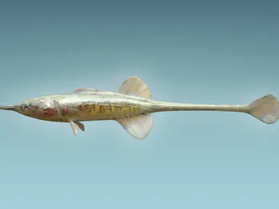 Paradoxus Fish 3D model