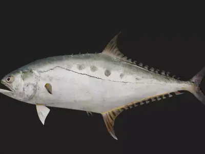 Trevally Low-poly 3D model 3