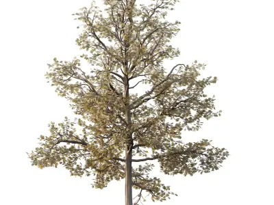Mountain Ash Tree 16 3D model
