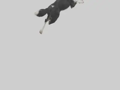 Border Collie running model 3D model