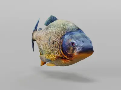 Piranha Fish 3D model purchase