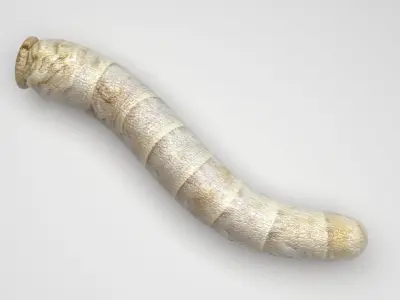 Silkworm 3D model