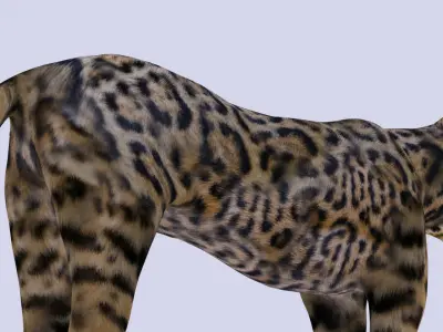Spotted Jaguar Model 3D model