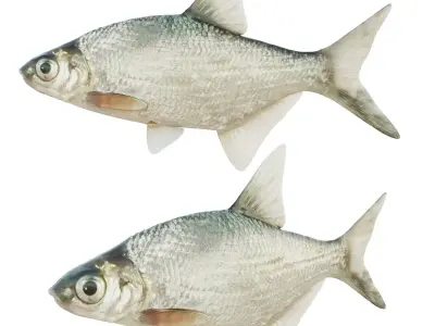 Abramis brama fish Low-poly 3D model