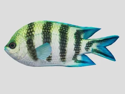 Coral Reef Fish Collection Animated - Game Ready Pack 9 Low-poly 3D model