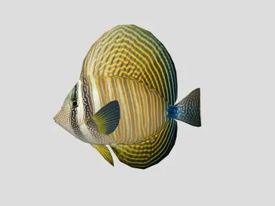 Sailfin Tang Realistic Animated Low-poly 3D model