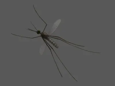 Mosquito Common House 3D model