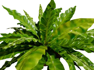 Bird Nest Fern 3D Model Low-poly 3D model
