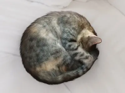 Cat sleeping Low-poly 3D model