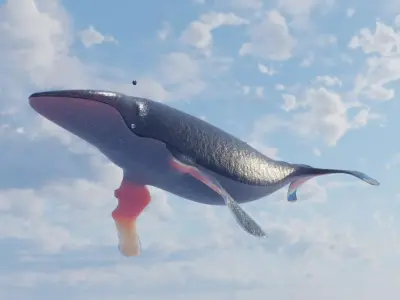 Humpback Whale Low-poly 3D model buy