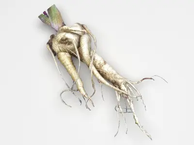 Mandrake 3D model
