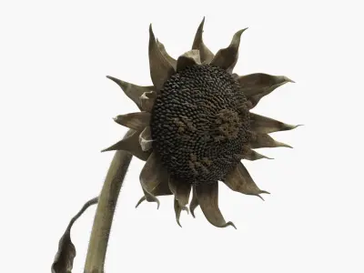 Dried Sunflower Plant Wilted Fur 3D model
