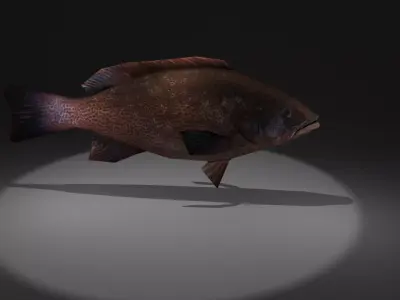 Mycteroperca fish Low-poly 3D model