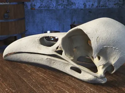  Crow Raven Skull Anatomy Model Clean 