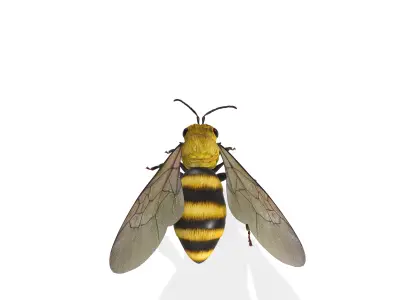 Animated Detailed 3D Honey Bee Animated Insect Model  3D model