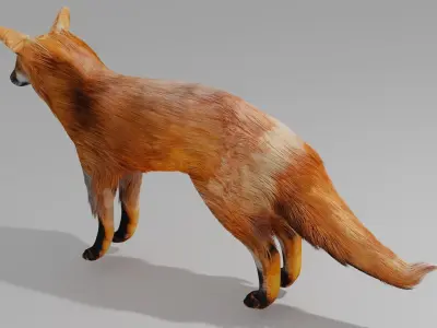 Fox OBJ and BLEND 3D model