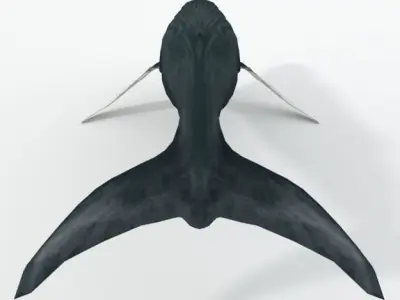Fin Whale Low-poly 3D model