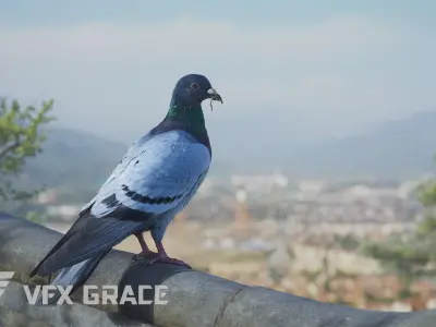 Pigeon Animated VFX Grace 3D model