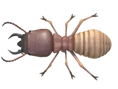 Termite Insect Rigged 3d model Free 3D model