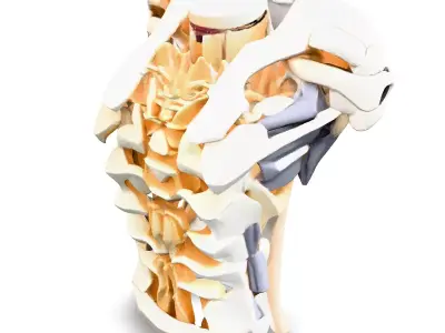 SciFi Robotic Torso and Neck Low-poly 3D model